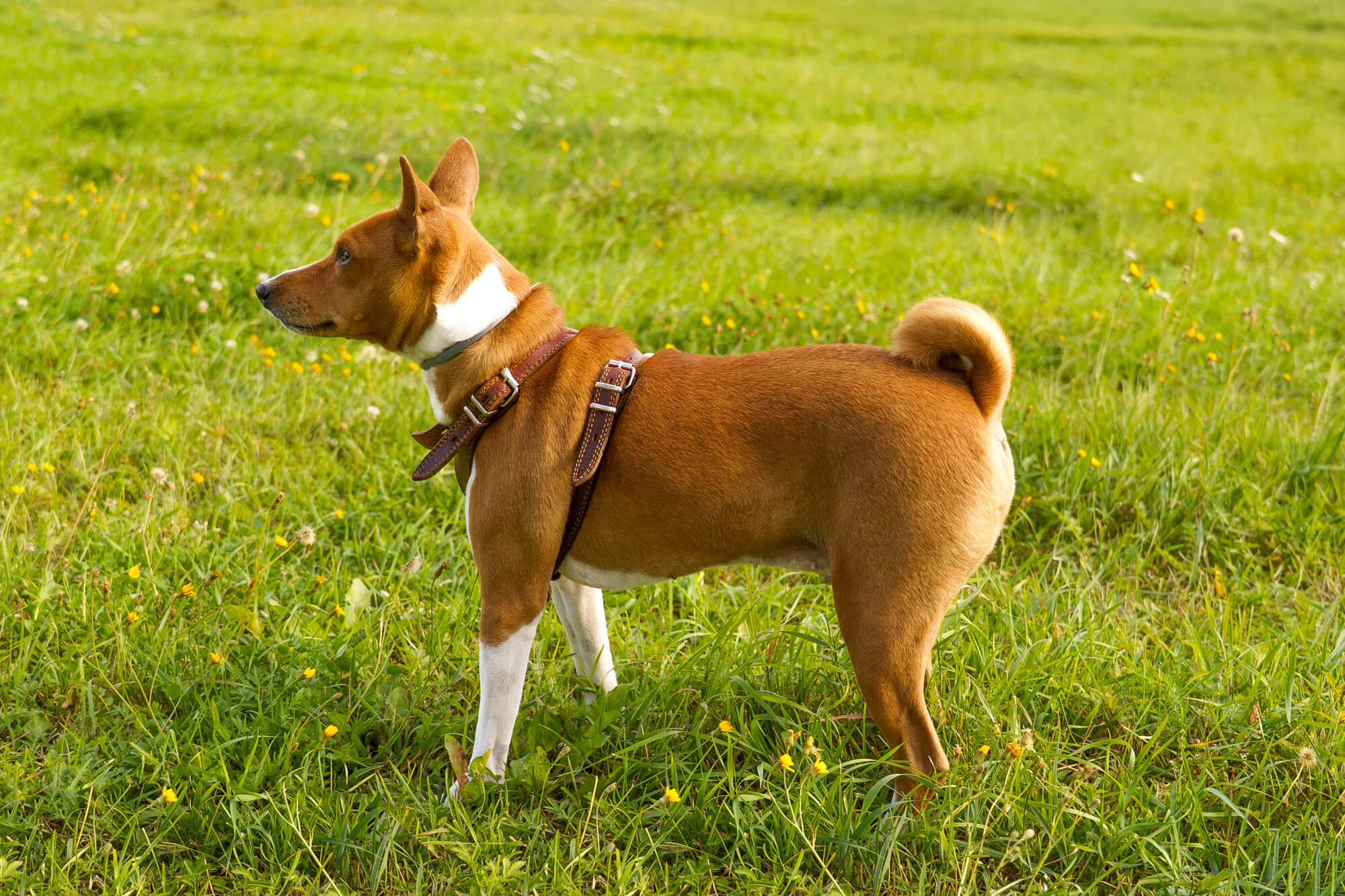 中型犬用ハーネスを選ぶときの基本ポイント